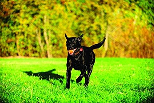 Chuckit! Dog Tennis Ball Dog Toy, Large 3in 1 Pack | Made for Dogs Weighing 0 to 100 Pounds