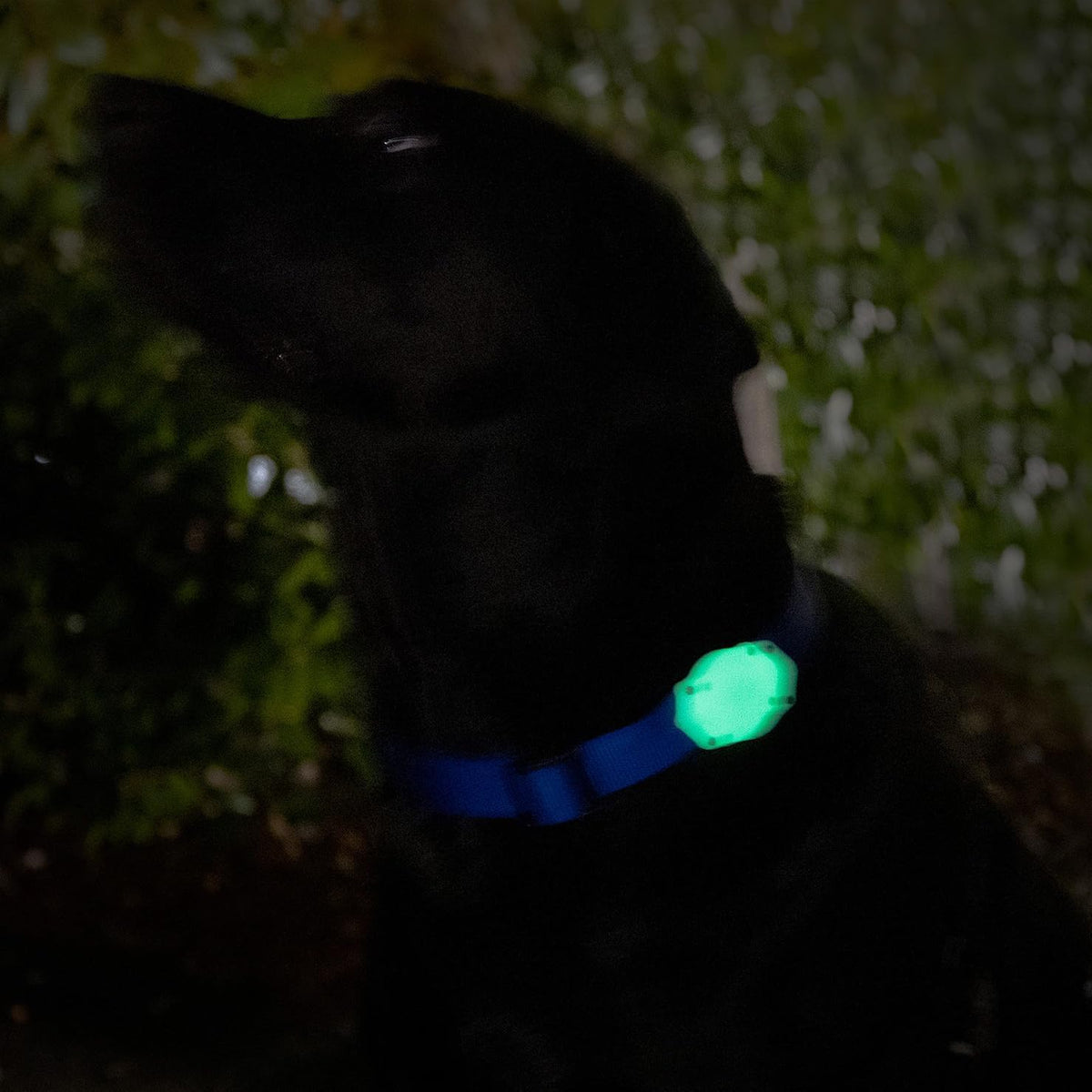 AirTag Dog Collar Holder - Waterproof - Elevation Lab (2 Pack)