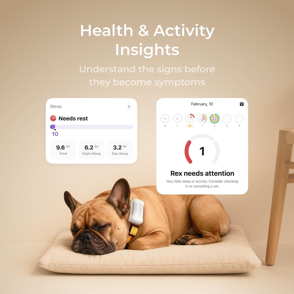 Petcube GPS Tracker for Dogs – Real-Time GPS Tracking & Escape Alerts