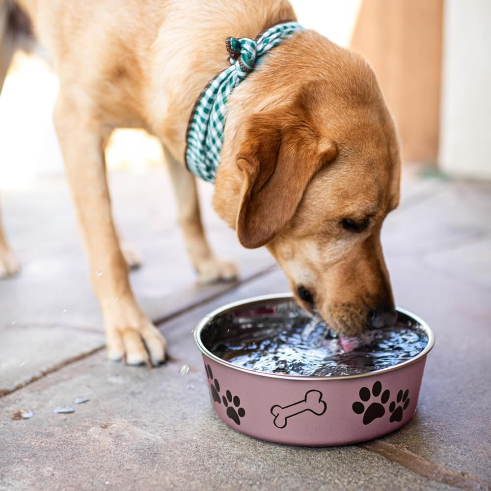 Loving Pets Bella Dog Bowls- Stainless Steel Dog & Cat Bowls - Spill Proof Dog Food Bowl, Cat Bowl, Puppy Essentials & Pet Supplies Great for Home & Travel (Medium 20-35 lbs, Grape) 