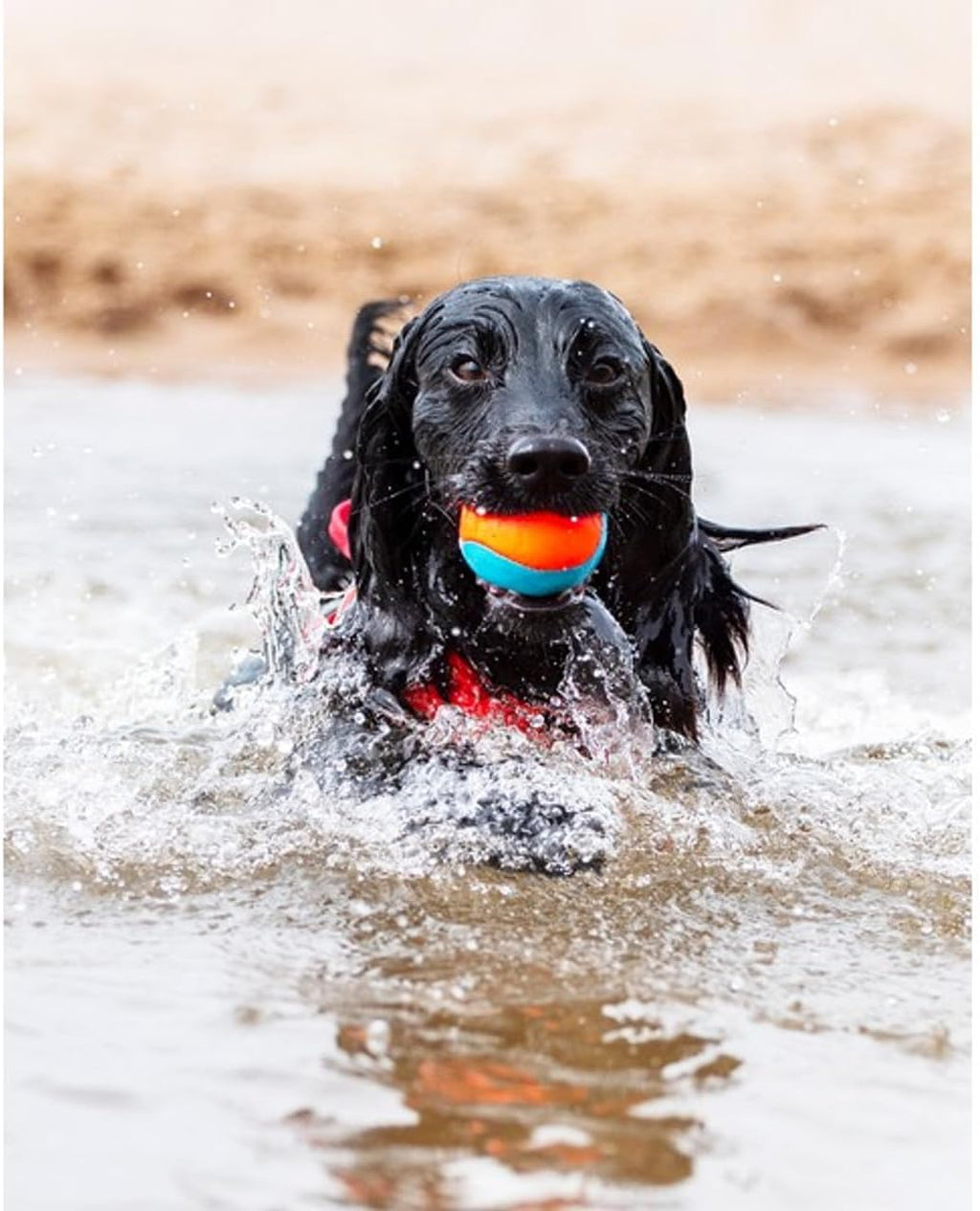 ChuckIt! Amphibious Fetch Balls, Set of 3, Medium