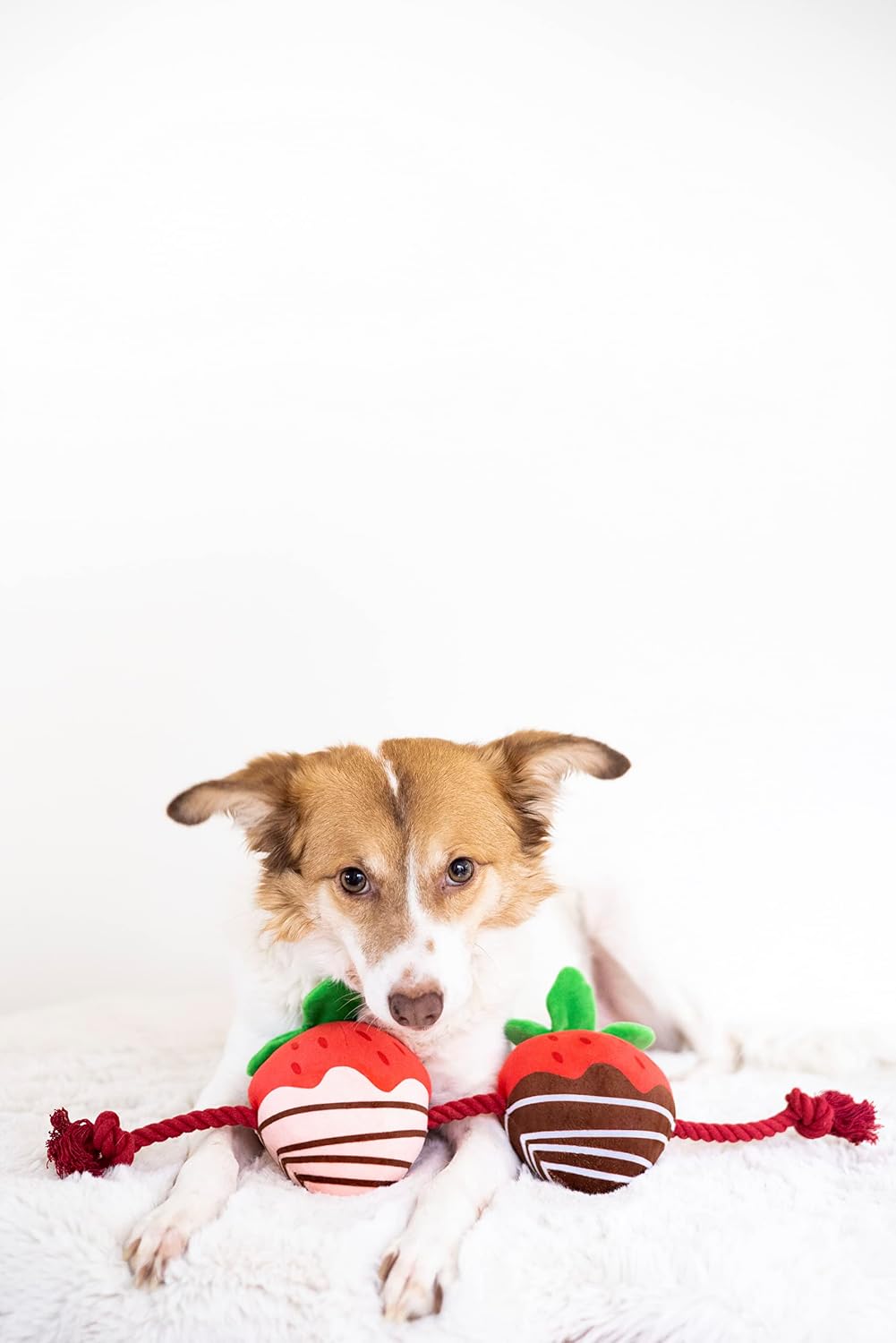 Pearhead “You’re Berry Cute” Valentine’s Day Dog Toy – Plush Strawberry Squeaker & Rope Tug Toy, Interactive Crinkle Chew Toy for Dogs, Festive Valentine Pet Gift
