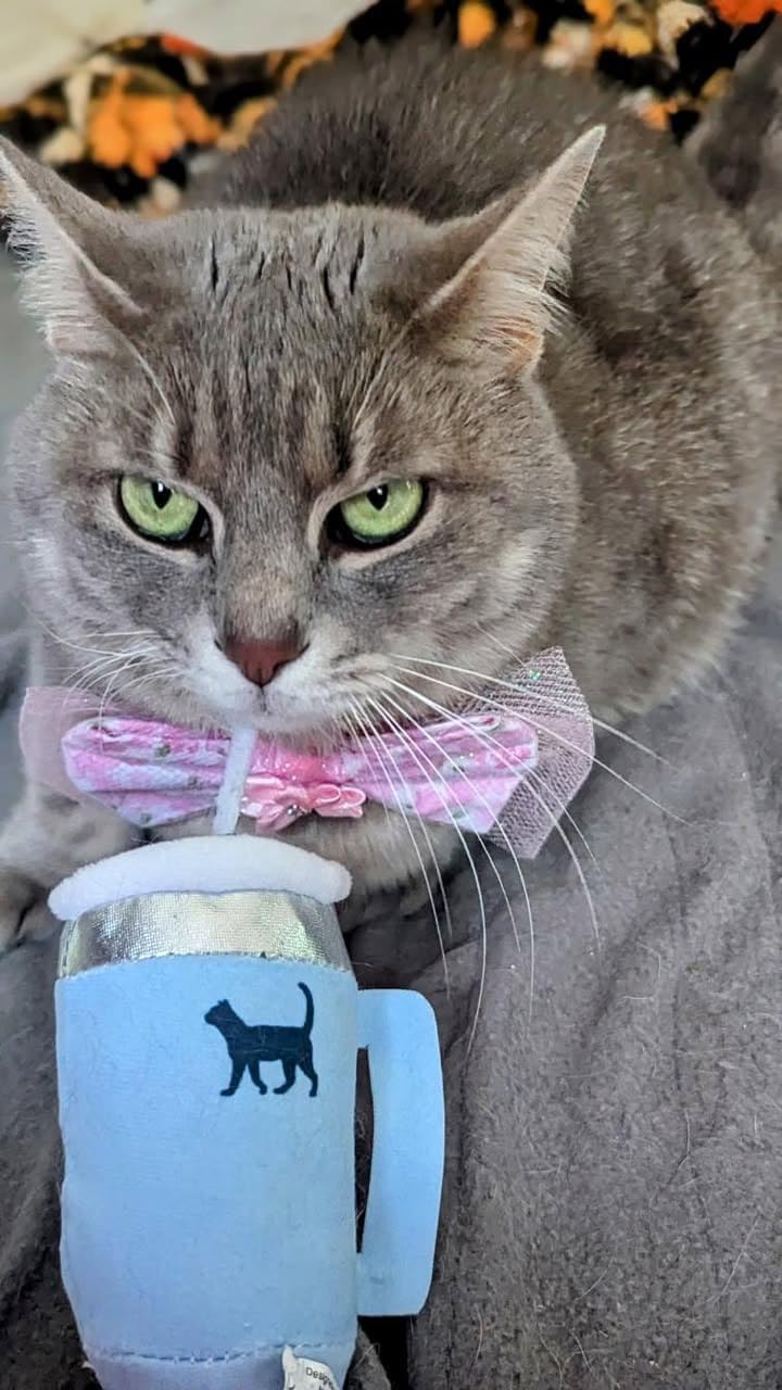 PUPROAR Kitty Cup Catnip Cat Toy, Cute Kitten Gift, Cat Birthday Toy with Crinkle for Indoor Cats (Chambray Blue)