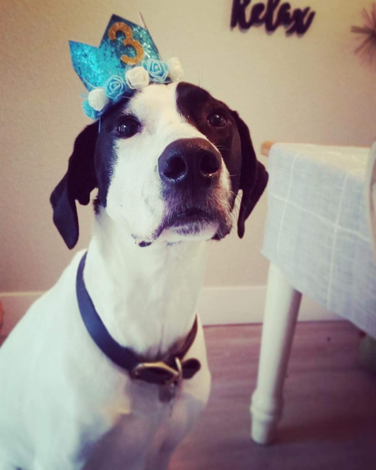 PET SHOW Blue Crown Dog Birthday Hat for Boys Male Pets Cat Headband With Figures 0-9 Charms and Glue Party Accessories Pack of 1