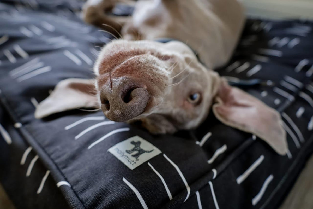 Molly Mutt Black & White Dog Bed Cover, Non-Toxic & 100% Cotton, 36"x45"x5"