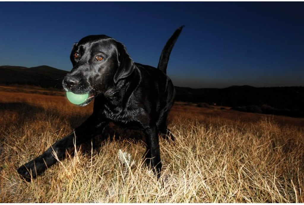 Chuckit! Max Glow Bouncy Ball, Glowin the Dark, XL 3.5in | Photoluminescent Rubber Ball Recharges Fast Under Any Bright Light for Nighttime Fetch, Launcher Compatible