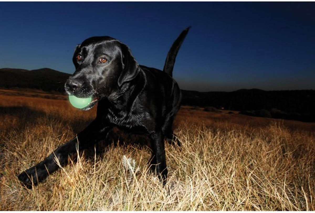 Chuckit! Max Glow Bouncy Ball, Glowin the Dark, XL 3.5in | Photoluminescent Rubber Ball Recharges Fast Under Any Bright Light for Nighttime Fetch, Launcher Compatible