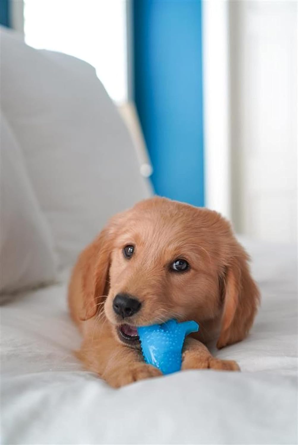 Nylabone Puppy Chew Dental Dinosaur Dog Chew Toy, Chicken Flavor, Small | Soothing teething toys for puppies, puppy enrichment & teething relief, freeze for added comfort, up to 25 lbs