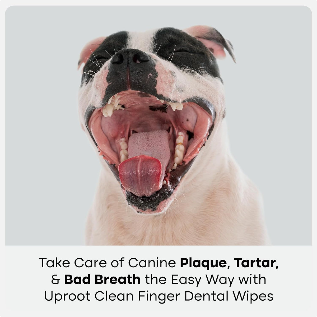 Uproot Clean Pet Dental Finger Wipes: Safe, Rinse-Free, Disposable, 50ct.