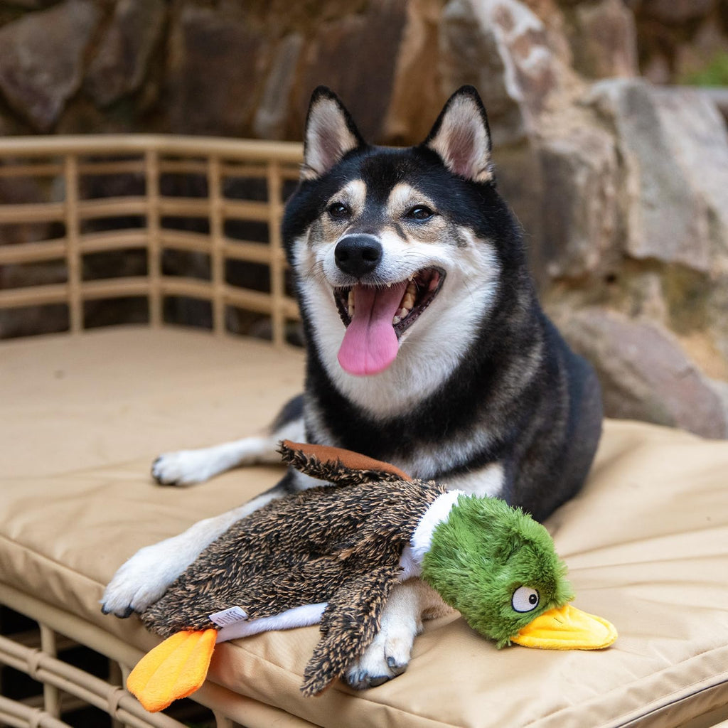 Best Pet Supplies 2-in-1 Stuffless Squeaky Dog Toy - Wild Duck, Pig, Medium