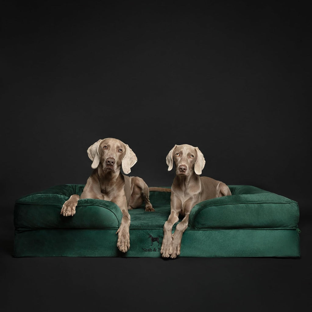 NOAH & PAW XXL Dog Bed, Orthopedic Memory Cooling Foam (2X Base) 55x45x11in