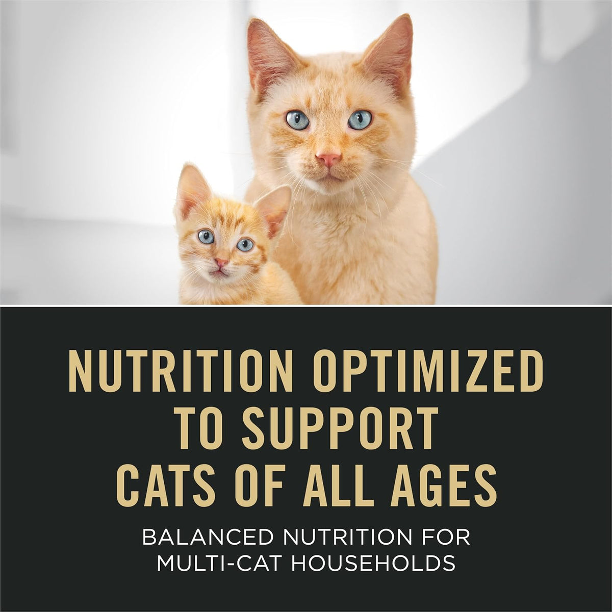 Purina Pro Plan All Life Stages Chicken Formula Dry Cat Food, 5.5 lb Bag