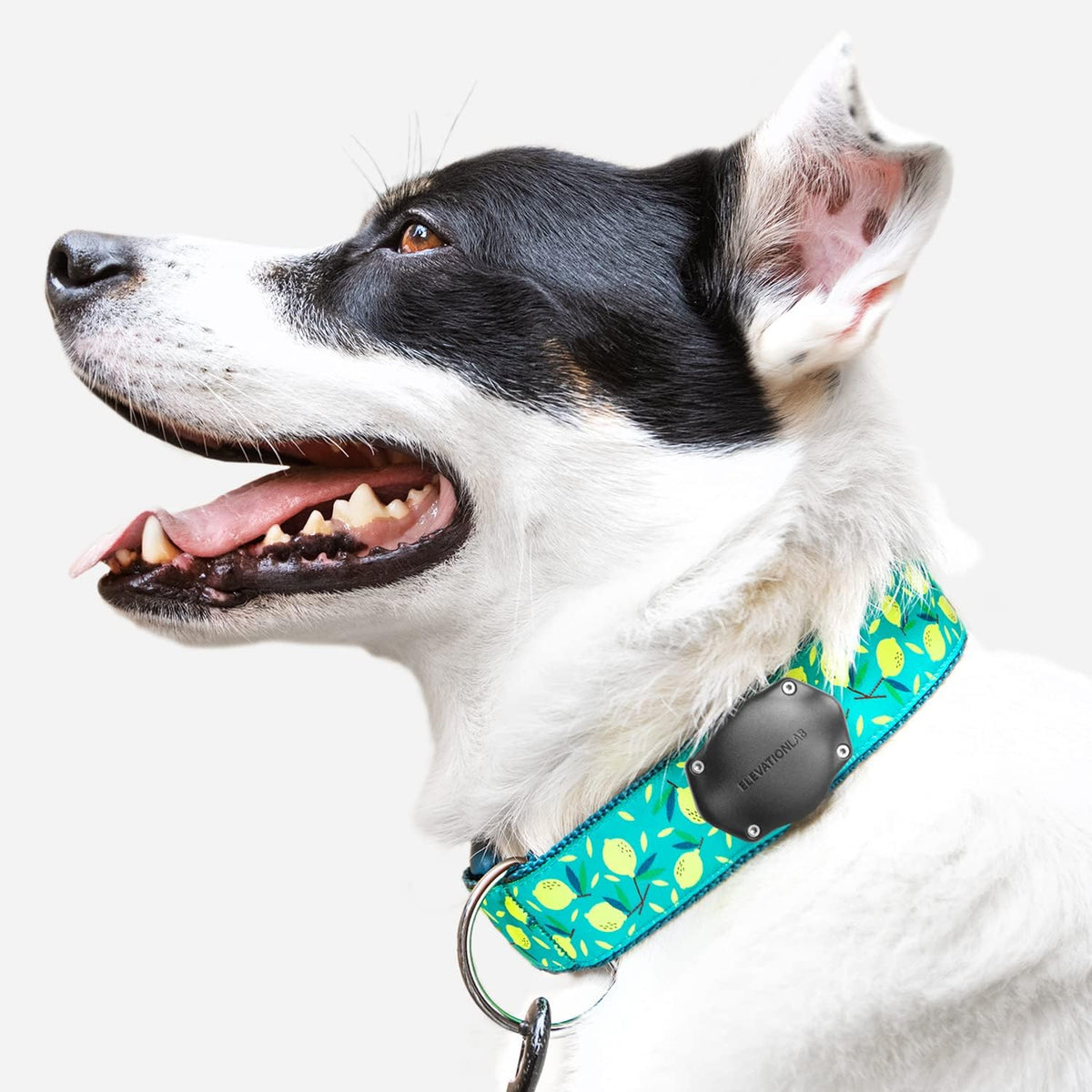 Elevation Lab AirTag Dog Collar Holder - Waterproof (2 Pack)