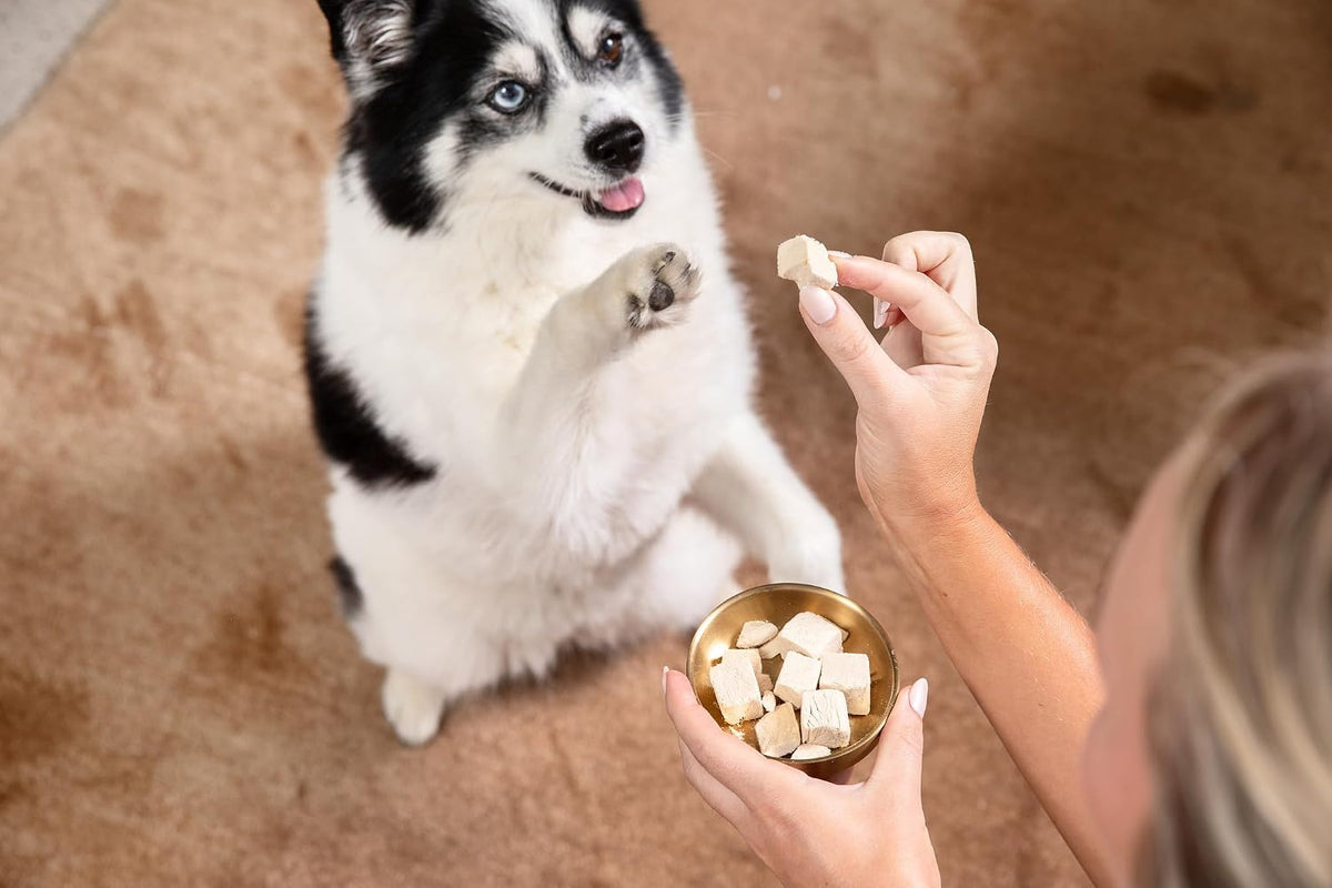 HOLI Freeze Dried Chicken Breast Dog Treats. Single Ingredient Freeze Dried Chicken Treats for Dogs. Healthy All Natural Dog Snack Made from 100% Breast Meat. High Value Training Treat. 1.75 oz