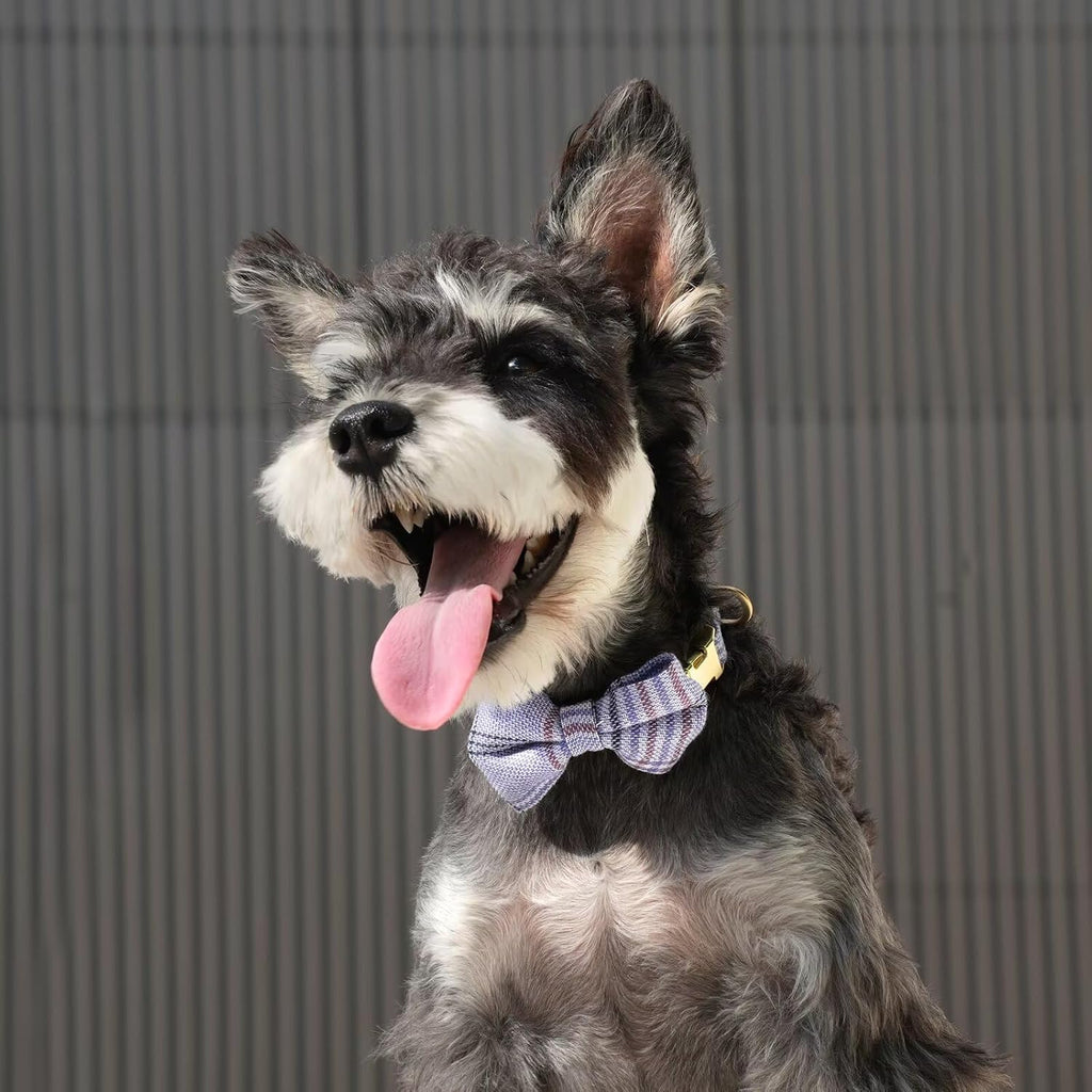 Beirui Cute Small Dog Harness and Leash Set Bowtie, Blue,XS,Chest 13-28"