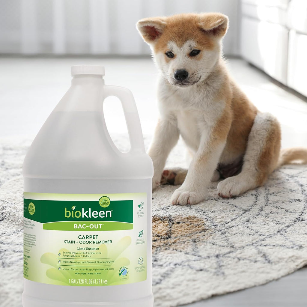 Biokleen Bac-Out Carpet Stain Remover Enzymatic, Destroys Stains & Odors Safely, for Pet Urine, Laundry, Diapers, Wine, Carpets, More, Eco-Friendly, Plant-Based