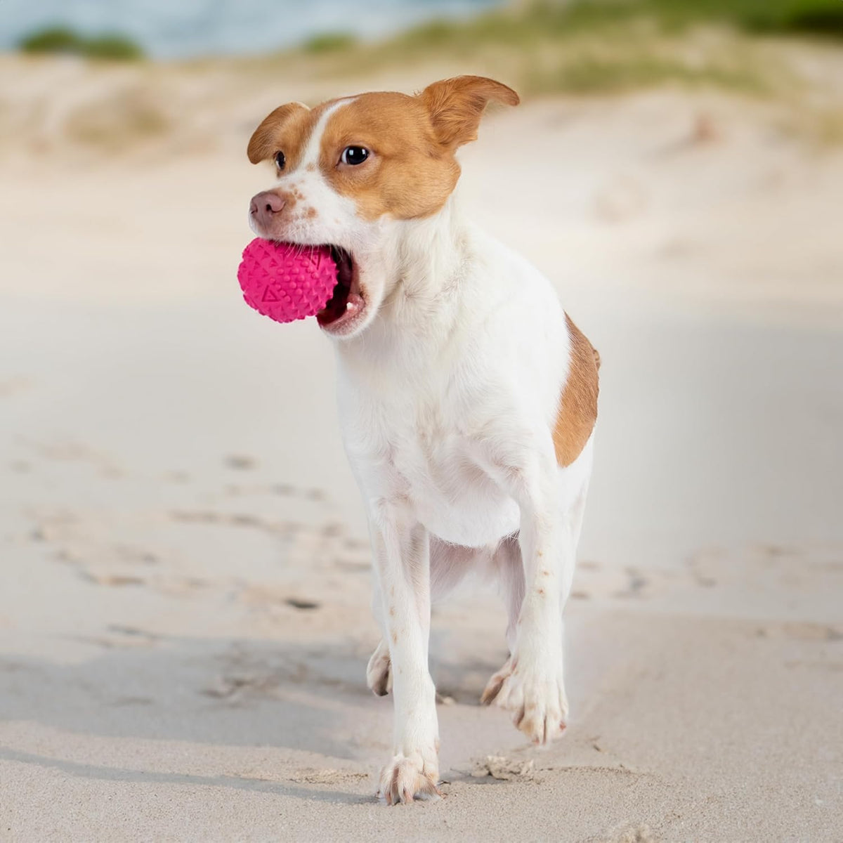 Best Pet Supplies Squeaky Dog Toys with Soft Durable Fabric for Small, Medium and Large Pets Interactive Toy for Indoor Play, Supports Active Biting and Play - Fuchsia, Green, Medium
