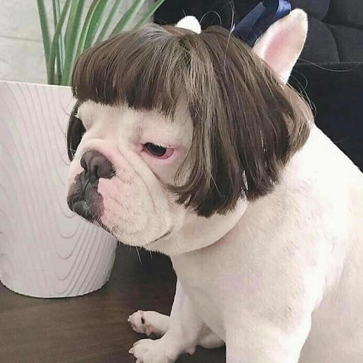 Funny Dog Costume Dog Bob Wig for Cat Doggie Wig