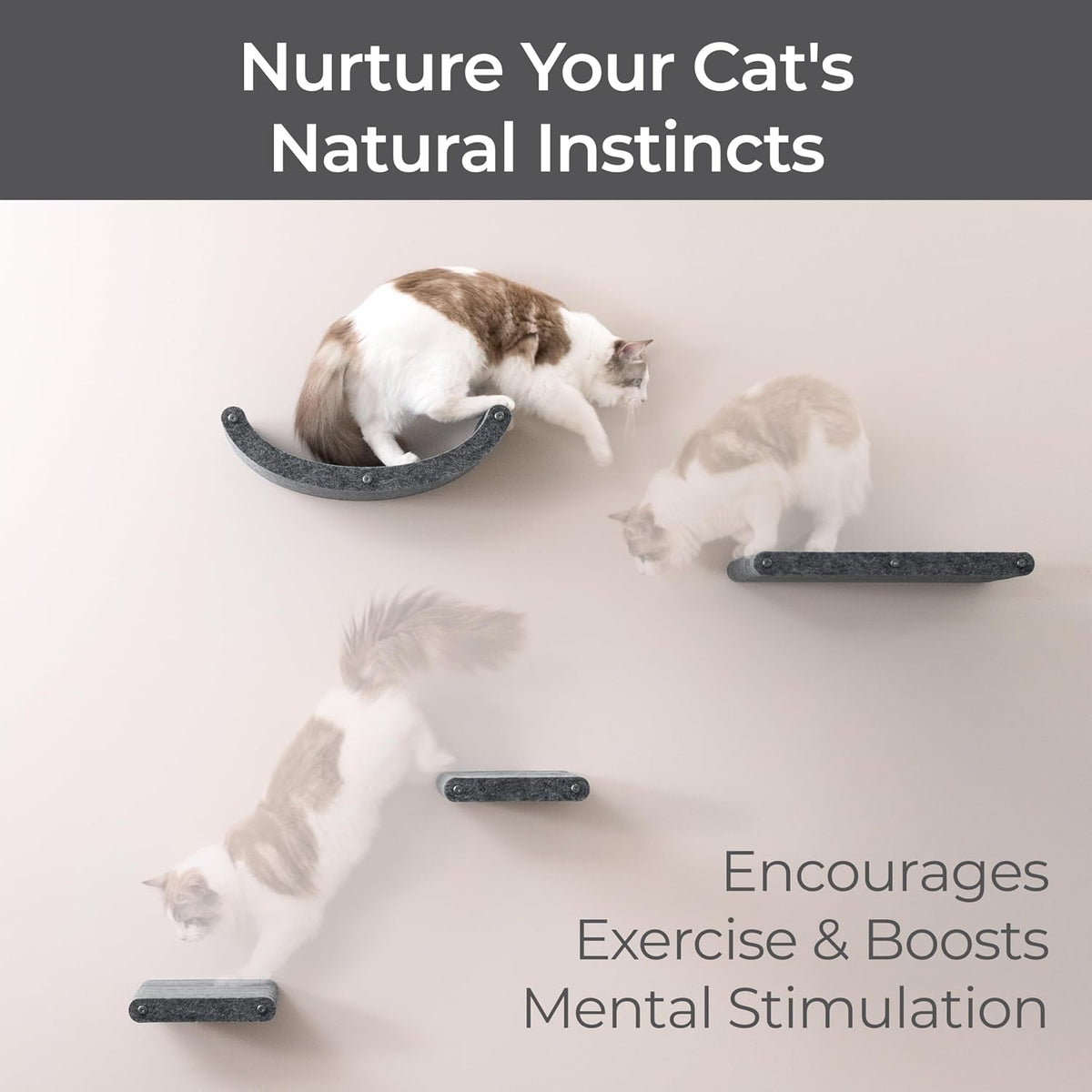 Cat Wall Shelves Set - Indoor & Outdoor by Pryde Pets