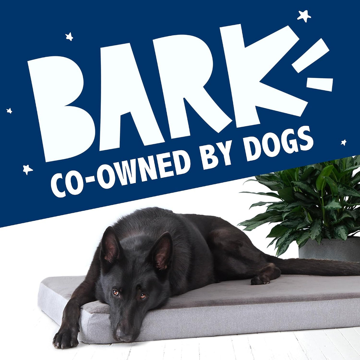 BarkBox Orthopedic Dog Bed - XL