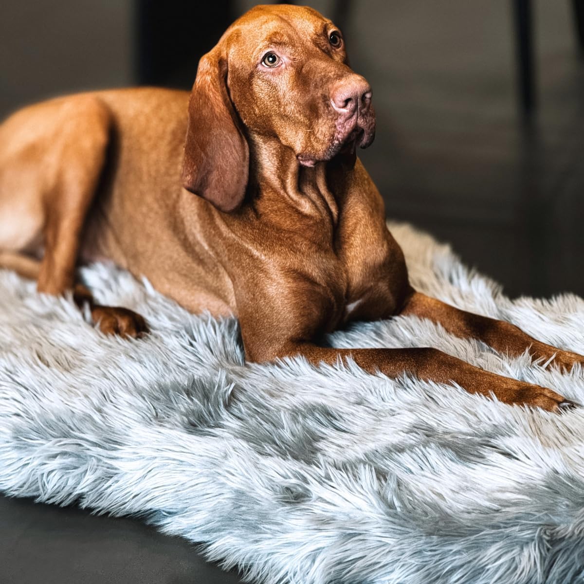 IHAPPYDOG Faux Fur Orthopedic Dog Bed, Memory Foam, Grey 50"x30"