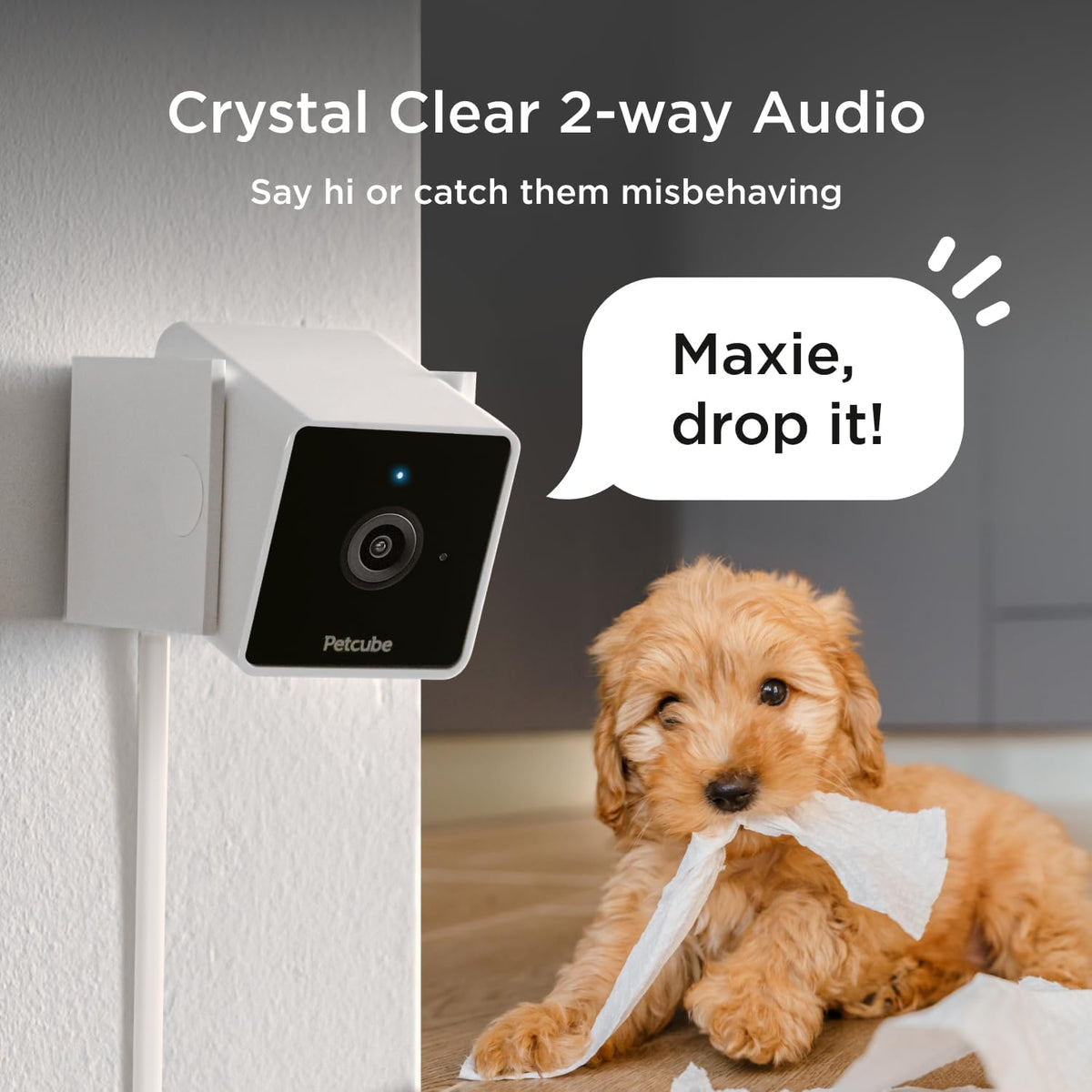 Petcube Cam and Care Coverage [Subscription Required] – Wi-Fi Pet Camera