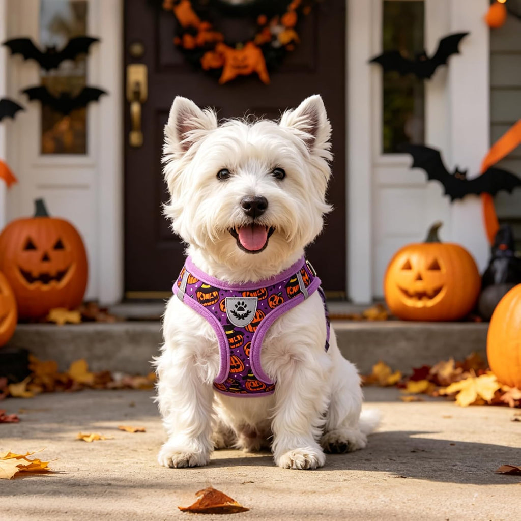 SCENEREAL Halloween Small Dog Harness Collar and Leash Set, Step-in No Pull