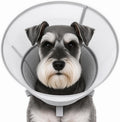 Soft Dog Cone Collar for Small Dogs, Adjustable Recovery Collar to Stop Licking, Comfortable E-Collar Alternative After Surgery, S