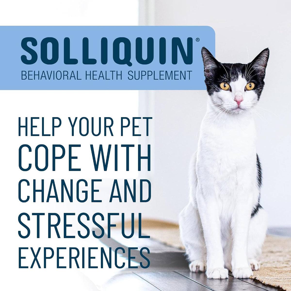 Nutramax Solliquin Calming Behavioral Health Supplement for Small to Medium Dogs and Cats - with L-Theanine, Magnolia/Phellodendron, and Whey Protein Concentrate, 75 Soft Chews