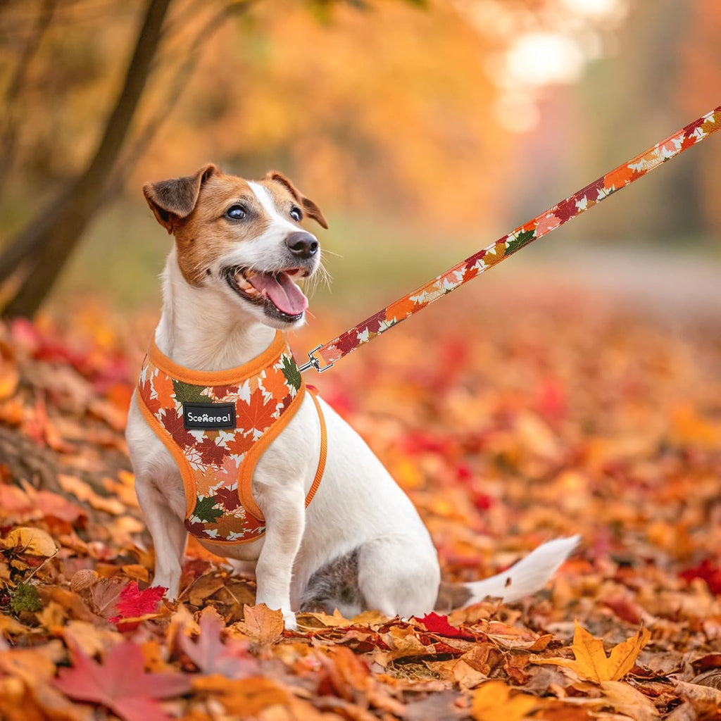 SCENEREAL Fall Dog Harness and Leash Set for Small Dogs