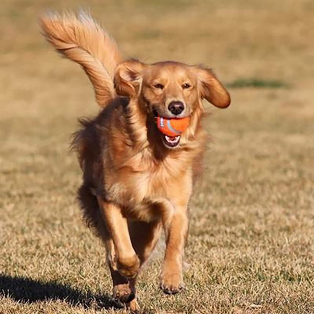 Chuckit! Dog Tennis Ball Dog Toy, (2.5 Inch Diameter) for Dogs 20-60 lbs, Medium (Pack of 48)