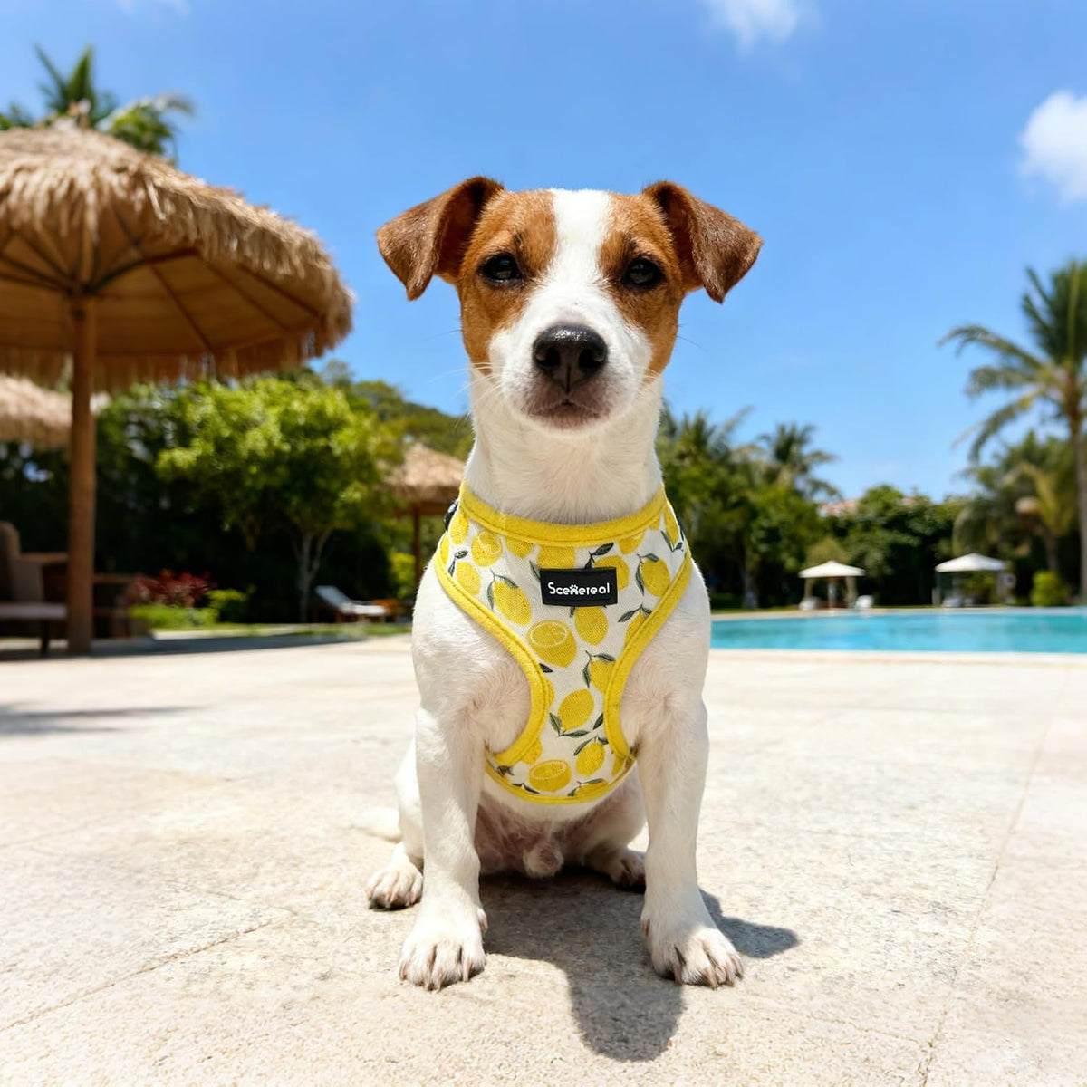 SCENEREAL Small Dog Harness and Leash Set, Lemon Yellow, XS