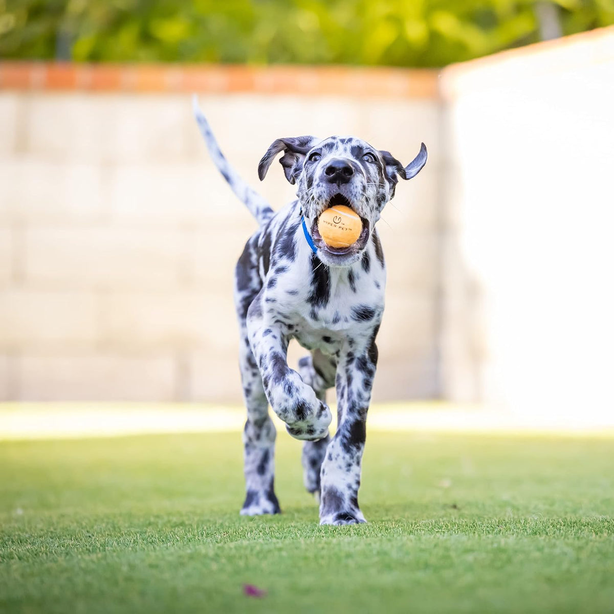 Hyper Pet MINI Tennis Balls for Dogs Safe Dog Toys & Tennis Balls for Exercise, Training, Hyper Pet K9 Kannon Dog Ball Launcher) Bright Colored Interactive Orange Pack of 4 | Safe playthings for exercise and training, works with the K9 Kannon launcher,...