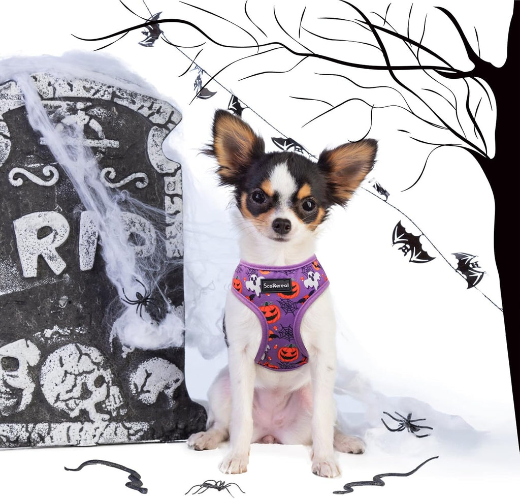 SCENEREAL Halloween Small Dog Harness and Leash Set