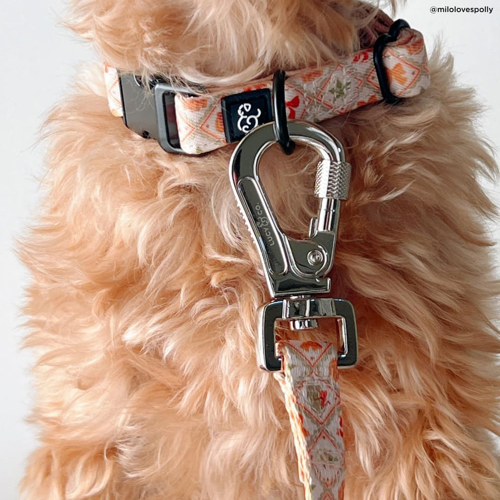 Lucy & Co. 5 Foot Designer Dog Leash for Small, Medium or Big Dogs or Puppies Puppy – Pet Accessories & Supplies- Large-Orange Cream Pumpkin