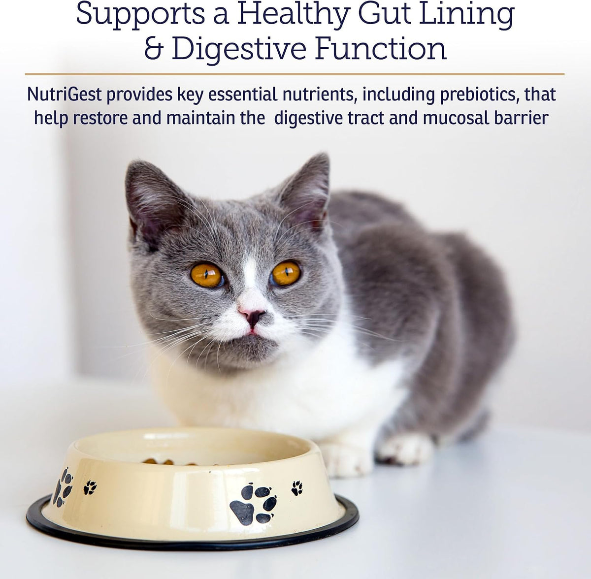 Rx Vitamins NutriGest Capsules for Cats & Dogs - 90ct