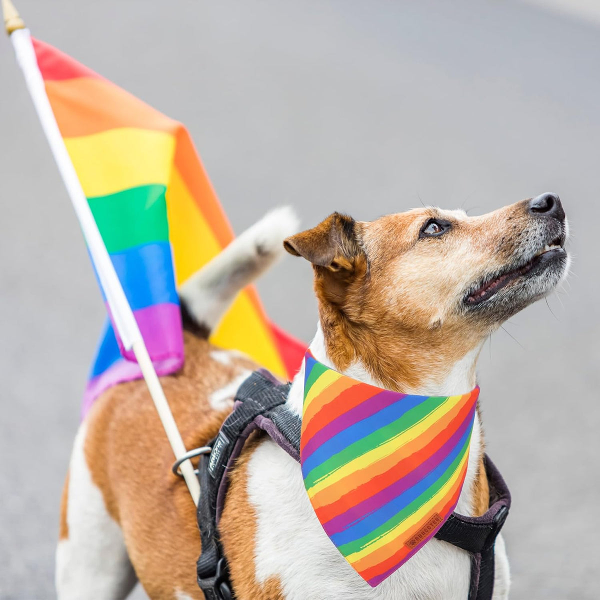 ADOGGYGO Rainbow Dog Bandana, Reversible Pride Bandana for Dogs, X-Large