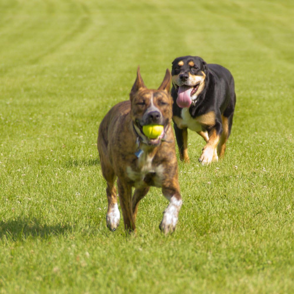 Hyper Pet Fetching Dog Toys - Throwing Ball Dog Toy Made with EVA Foam - Lightweight & Floats on Water,Green