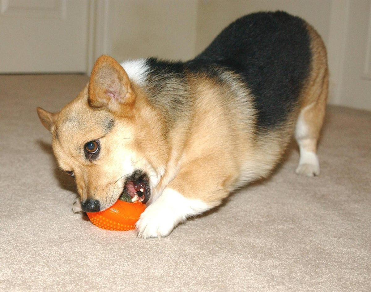 Starmark Everlasting Treat Bento Ball Tough Dog Chew Toy Small