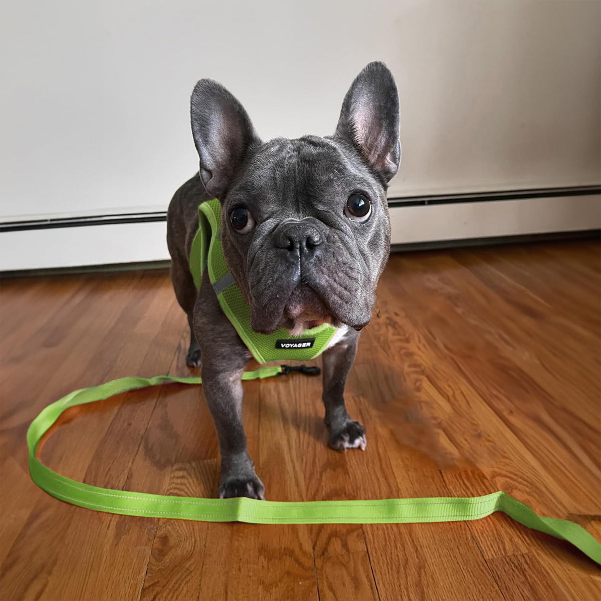 Best Pet Supplies Voyager Nylon Dog Leash - 6ft Lime Green, Large