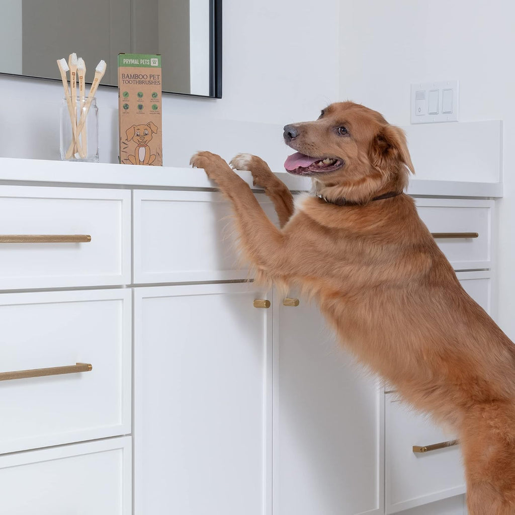 Dog and Cat Toothbrush - Two Sided Bamboo, Soft Bristles 4-Pack 