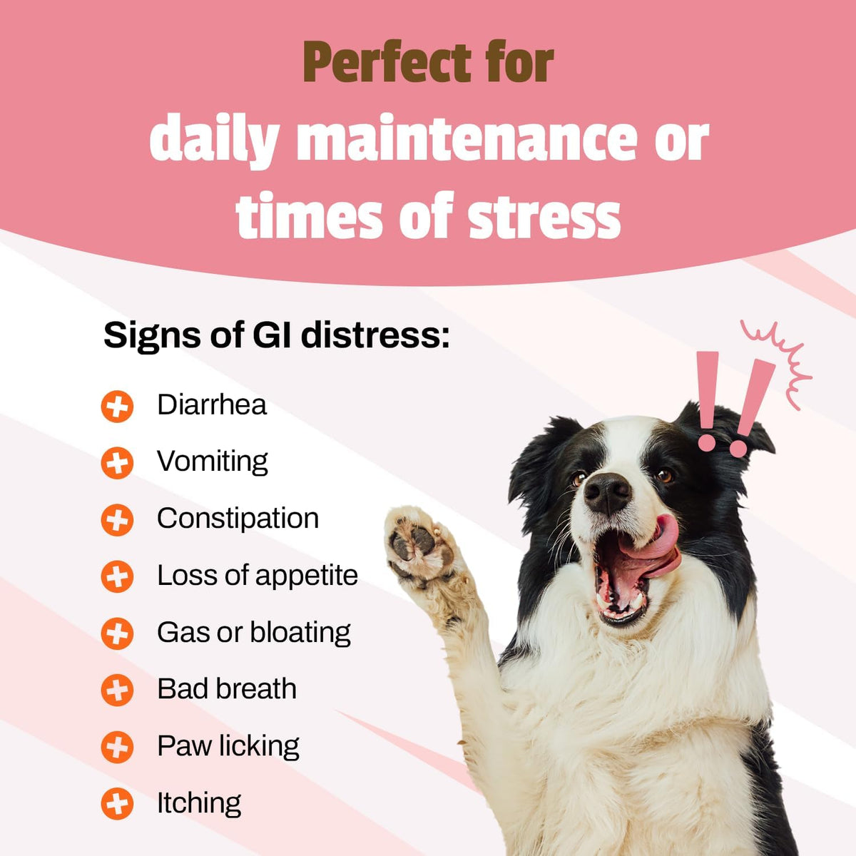 Pet Naturals Daily Probiotic Soft Chews for Dogs, Digestive and Immune Support Supplement, 1 Billion CFU Per Chew, Duck, 160 Count (Pack of 2)