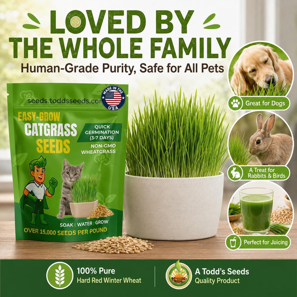 Todd's Seeds Cat Grass Wheatgrass Seeds, 1/2 lb - Non-GMO, Pet Safe