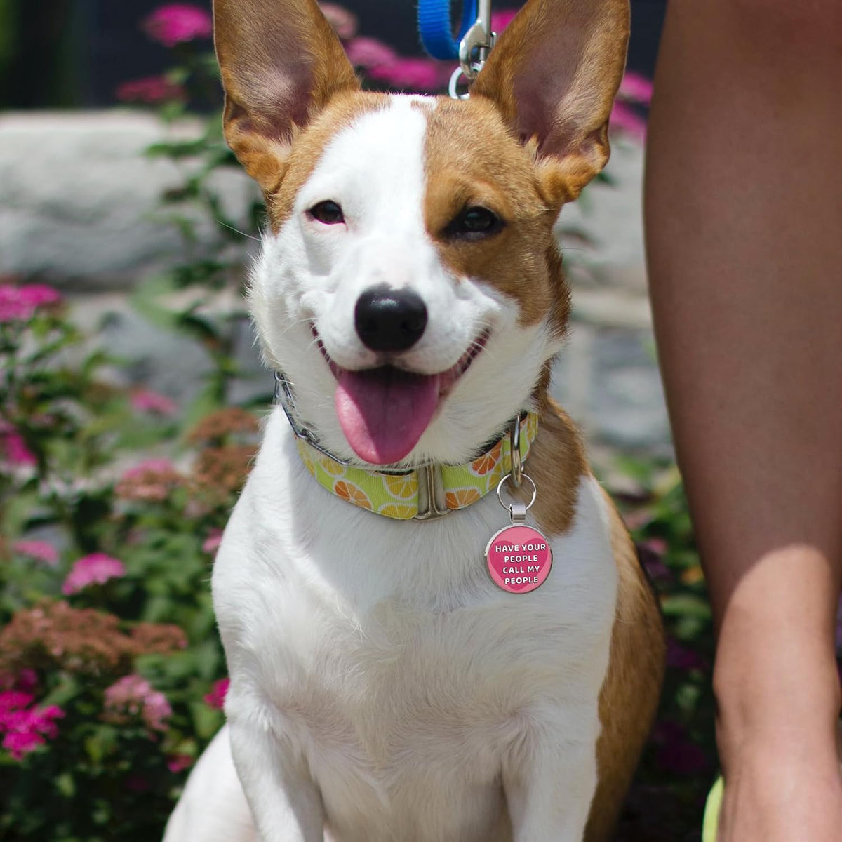 MYLUCKYTAG QR Code Dog Tags - Scan for Instant Pet Location Alert Email