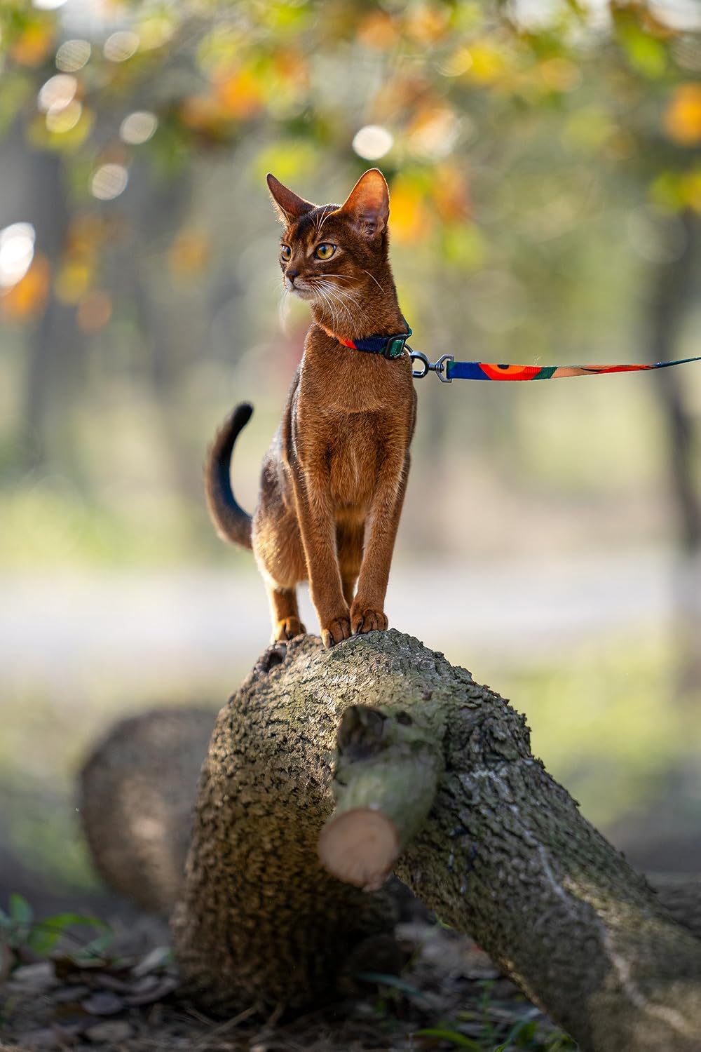 pidan Cat Harness and Leash Set, Escape Proof Adjustable Kitten Harness for Large Small Cats, Easy Use, Lightweight Soft Walking Travel Harness（Multicolor-M Size）
