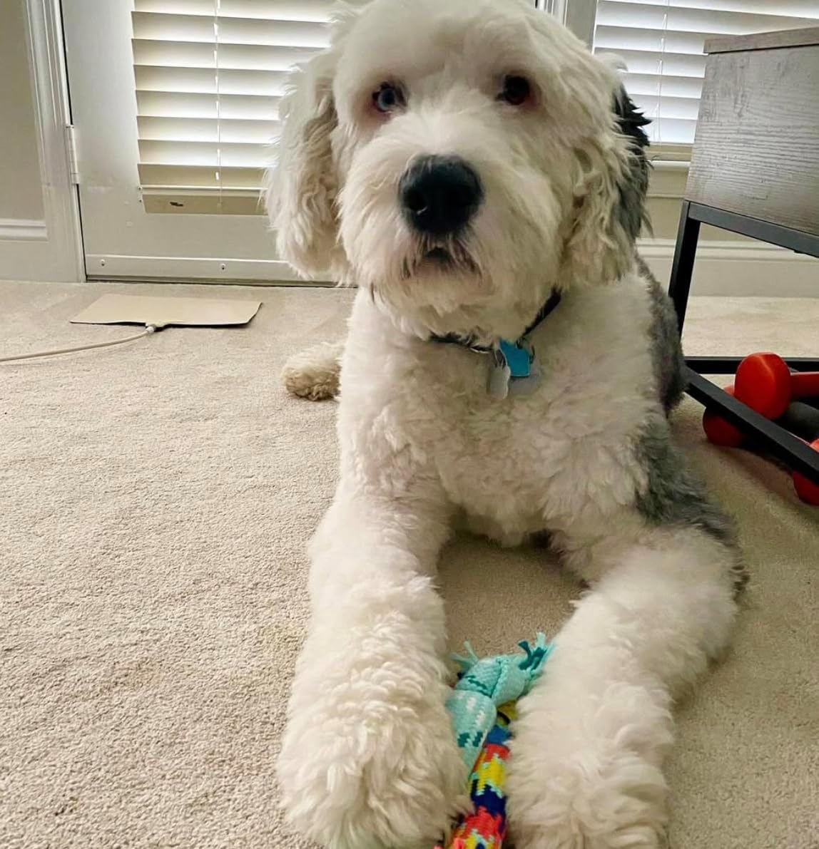 rocket & rex Puppy Rope & Tug of War Toys for Teething (3pk) | For small-medium breeds. Stretchy tug, rubber-lined rope & crackle rope toys. Reduce anxiety & chewing.