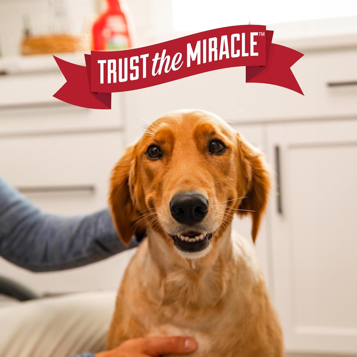 Nature's Miracle Advanced Dog Stain & Odor Eliminator Foam, 17.5 oz (6 Pk)