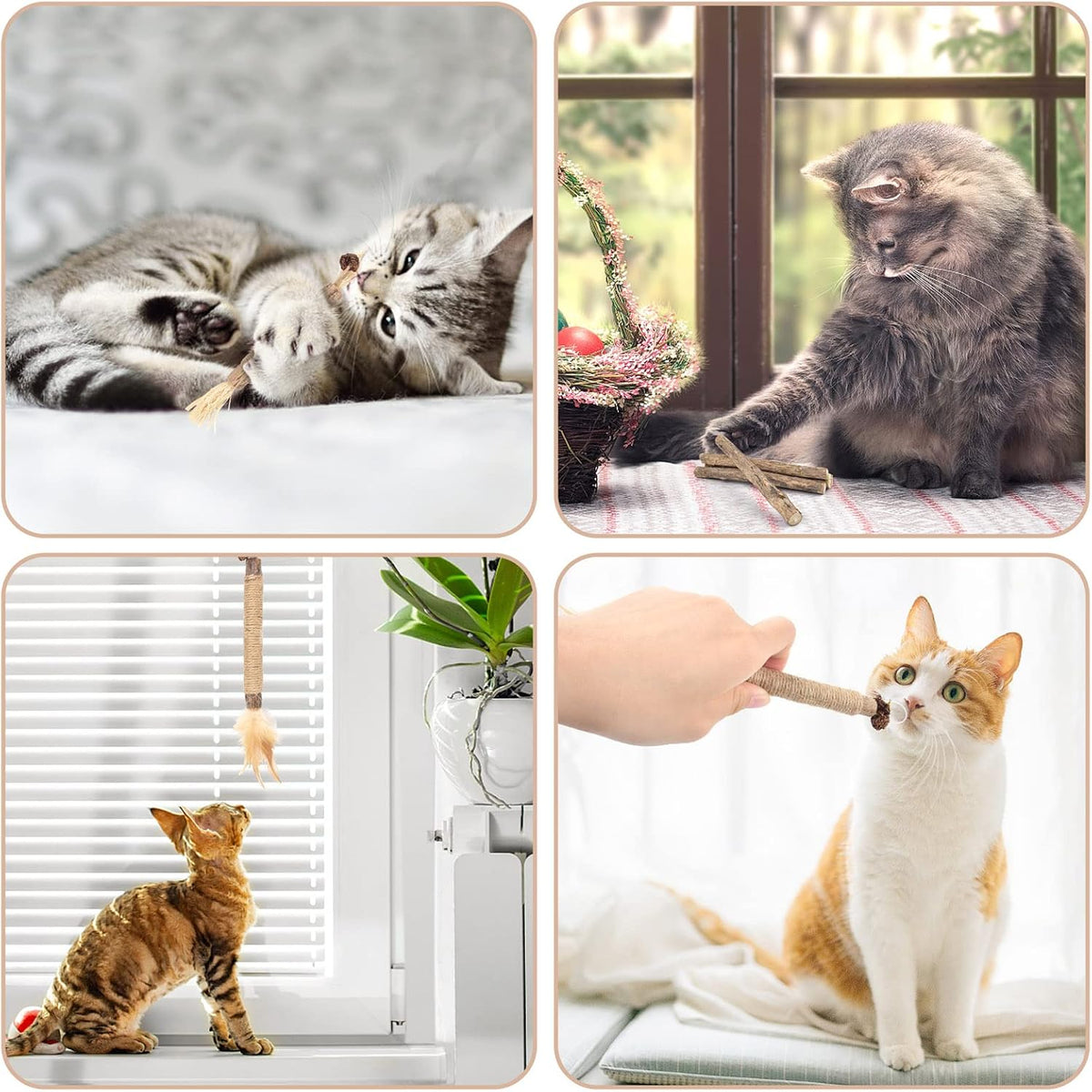 Bissap 10PCS Silvervine Catnip Chew Sticks, Interactive Toy for Cat Kitten