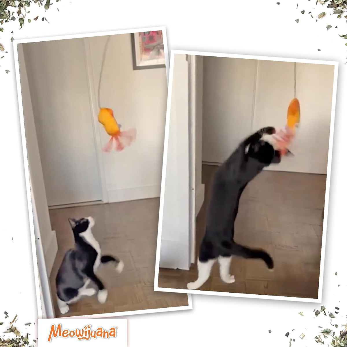 Meowijuana Jump 'n' Jamb Door Hanging Squid Cat Toy | Refillable Plush