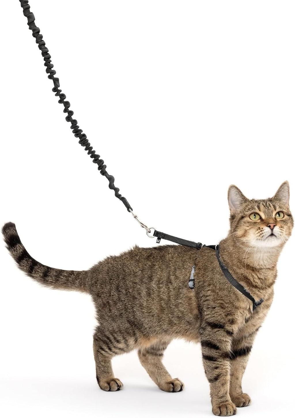 PetSafe Come With Me Kitty Harness and Bungee Leash, Harness for Cats, Medium, Black/Silver, CWMK-M-BLK